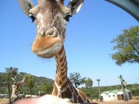 Un lavoro bestiale allo Zoo-Safari in Puglia