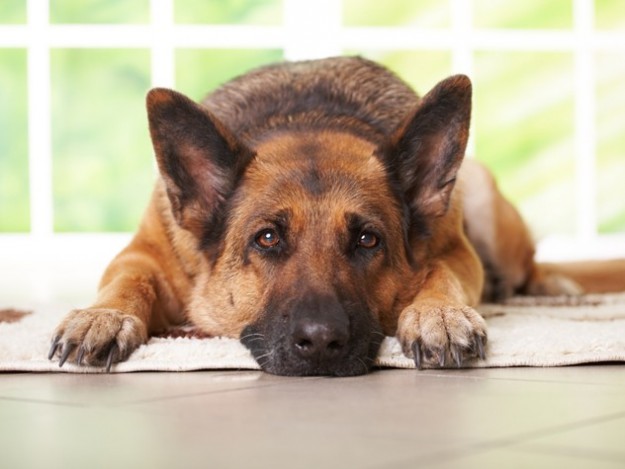 Un corso e un appuntamento per cani e padroni. 